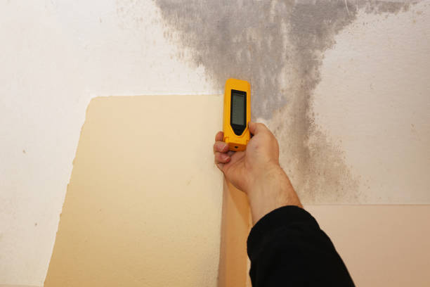 Biohazard Mold Removal in Brady, TX